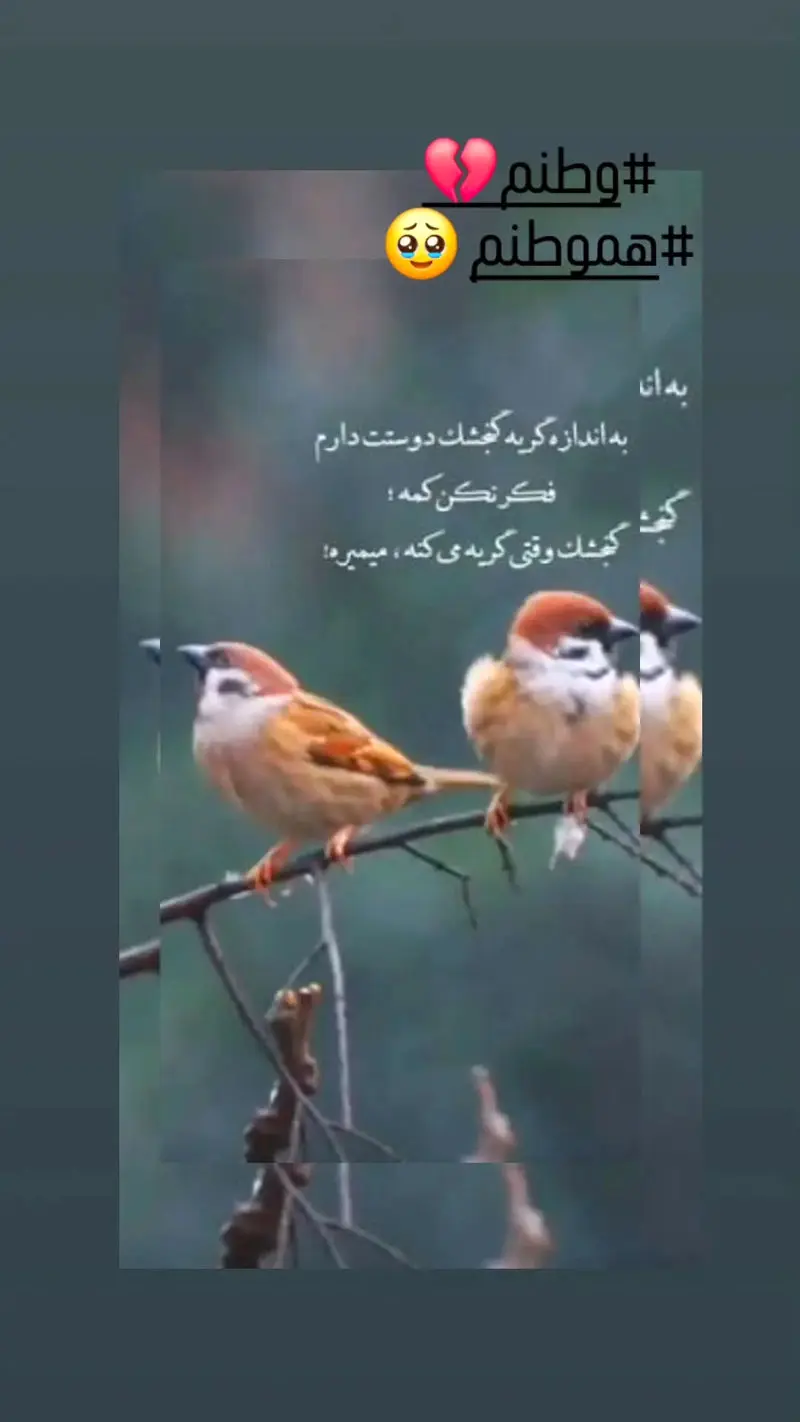استوری احساسی مرجانه گلچین برای وطن و هم‌وطن